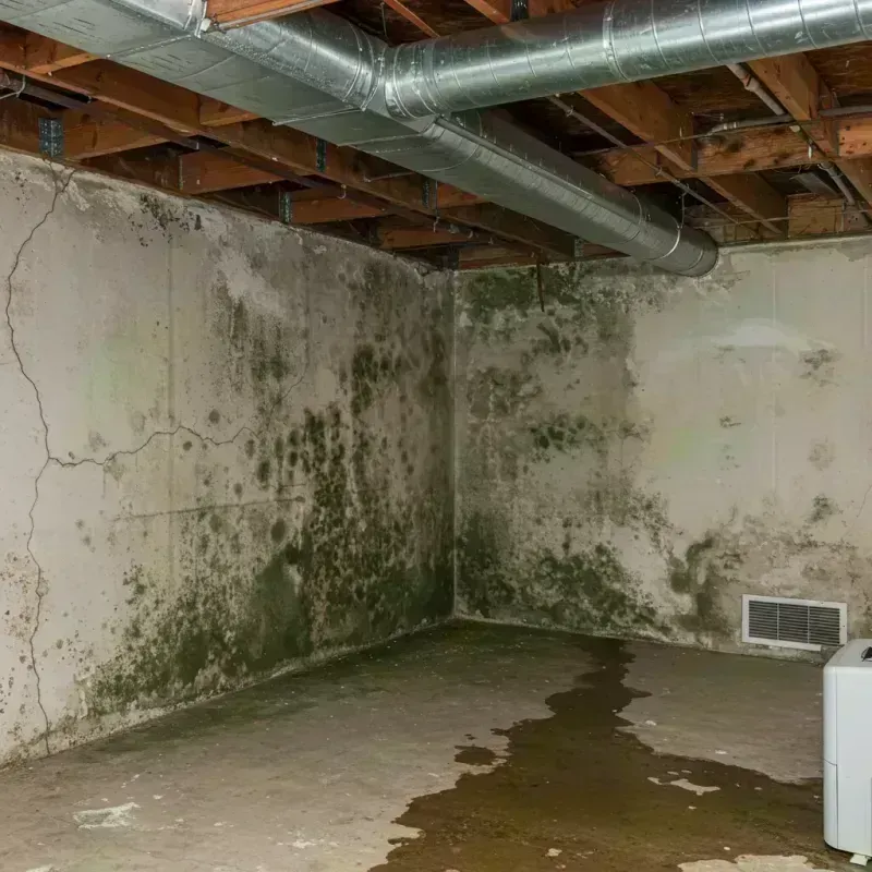 Professional Mold Removal in Parksdale, CA